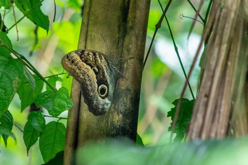 Caligo arisbe