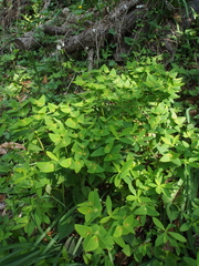 Euphorbia sieboldiana
