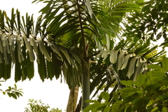 Socratea exorrhiza