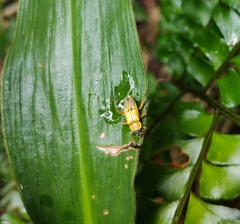 Chauliognathus ignaciosus