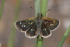 Piruna aea mexicana