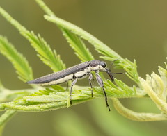 Rhinotia phoenicoptera