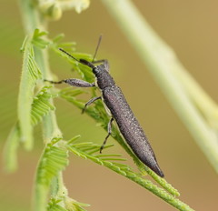 Rhinotia phoenicoptera