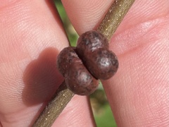 Grewia latifolia