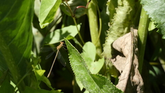 Lestes undulatus