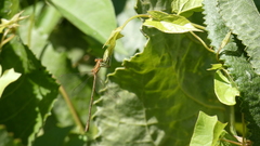 Lestes undulatus