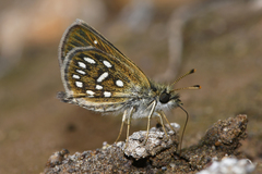 Piruna aea mexicana