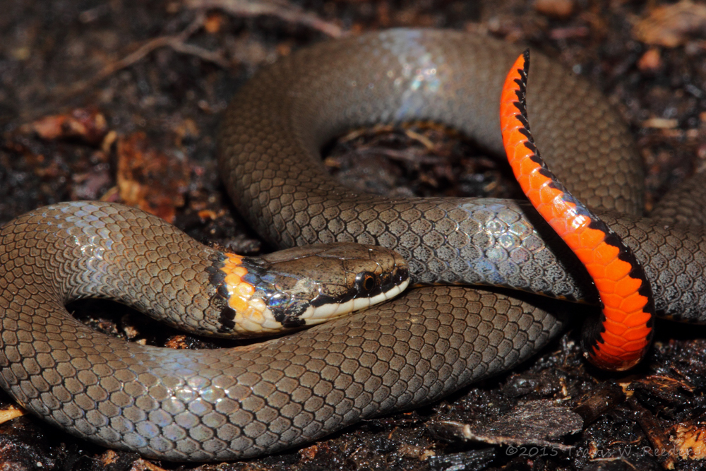 Prairie Ringneck Snakes Often Play Dead Stock Photo 6917125