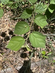 Grewia latifolia