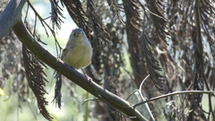 Troglodytes aedon chilensis