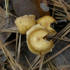 Xeromphalina cauticinalis pubescentipes