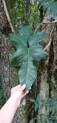 Philodendron ruthianum