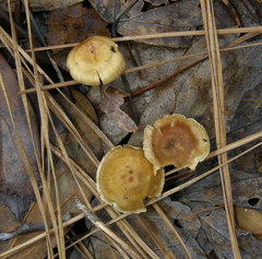Xeromphalina cauticinalis pubescentipes