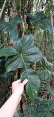 Philodendron ruthianum