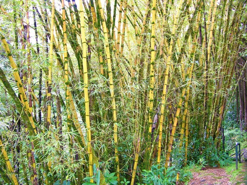 Bambusa observed 2005-11-20