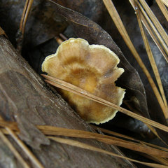 Xeromphalina cauticinalis pubescentipes