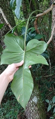 Philodendron ruthianum