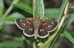 Piruna aea mexicana