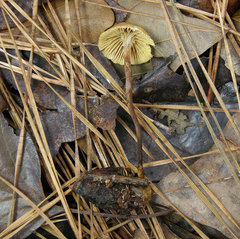 Xeromphalina cauticinalis pubescentipes