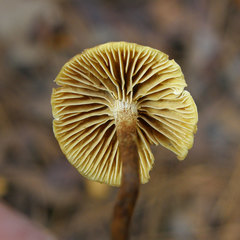 Xeromphalina cauticinalis pubescentipes