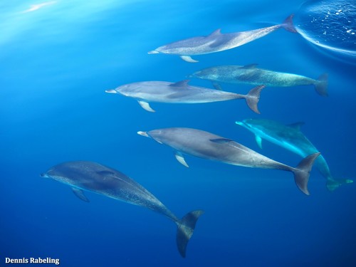 Atlantic Spotted Dolphin