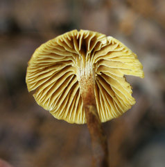 Xeromphalina cauticinalis pubescentipes