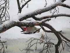 Dendrocopos leucotos