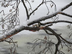 Dendrocopos leucotos