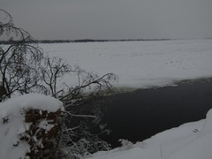 Dendrocopos leucotos