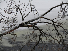 Dendrocopos leucotos