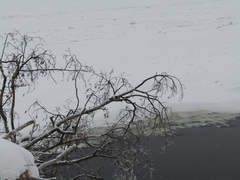 Dendrocopos leucotos