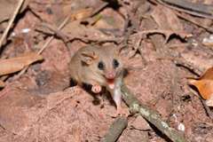 Didelphinae