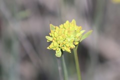 Glischrocaryon aureum