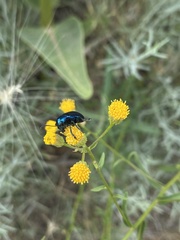 Chrysochus cobaltinus