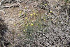 Glischrocaryon aureum