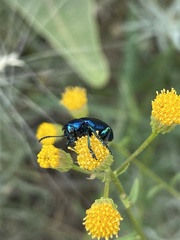 Chrysochus cobaltinus