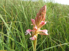 Satyrium hallackii ocellatum