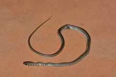 Southern Striped Snake photo 4