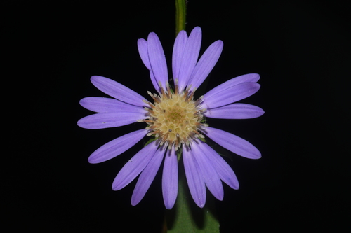 Image of Rigid Whitetop Aster (Symphyotrichum retroflexum) by (c) Brian Finzel, some rights reserved (CC BY-SA)
