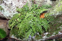 Asplenium foreziense