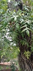 Philodendron pedatum