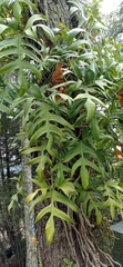 Philodendron pedatum