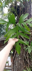 Philodendron pedatum