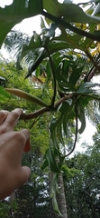 Philodendron pedatum
