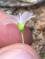Claytonia