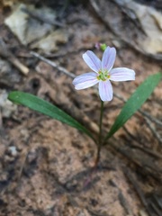 Claytonia