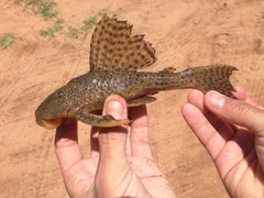 Hypostomus