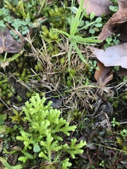 Selaginella apoda