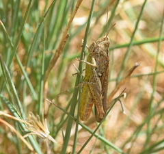 Chorthippus maritimus maritimus