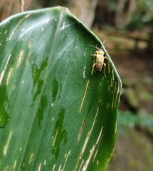 Chauliognathus ignaciosus
